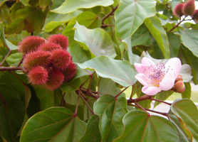 Bixa orellana Campeche