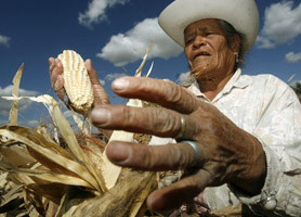 Campeche Farming