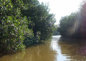 campeche laguna de terminos