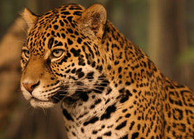 campeche-leopard